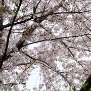 富澤タク「誰のために桜は咲く」ジャケット