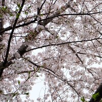 富澤タク「誰のために桜は咲く」ジャケット