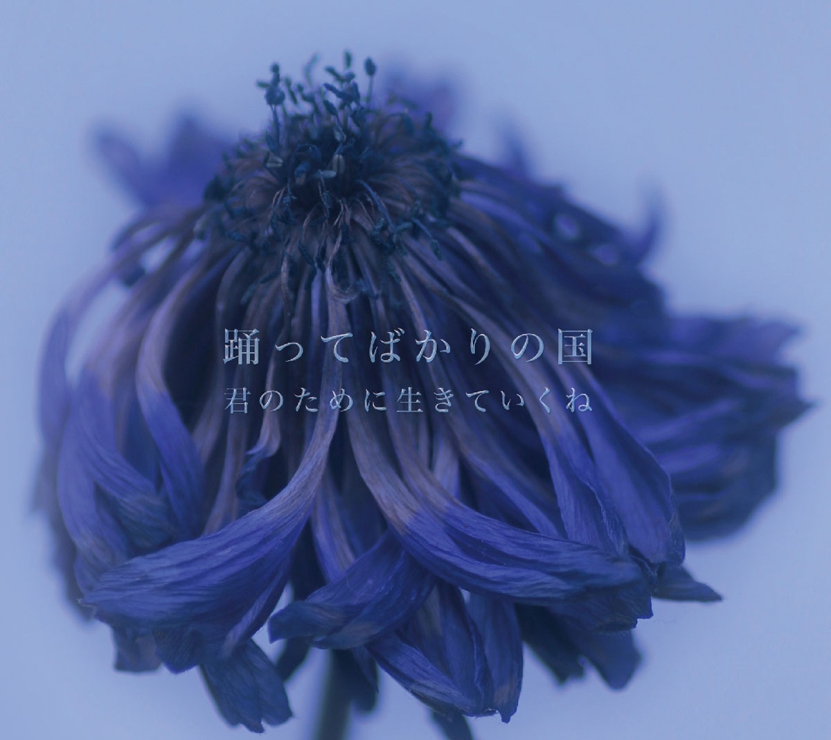 踊ってばかりの国「君のために生きていくね」ジャケット
