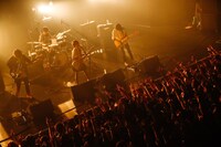 ポルカドットスティングレイ（撮影：上山陽介）