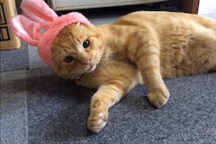 Dish 北村匠海 生き物にサンキュー 犬猫特集に登場 素顔暴く心理テストも 音楽ナタリー