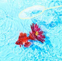 KANA-BOON「アスター」通常盤ジャケット