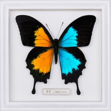 FLOW「音色 / Break it down」初回限定盤、通常盤ジャケット