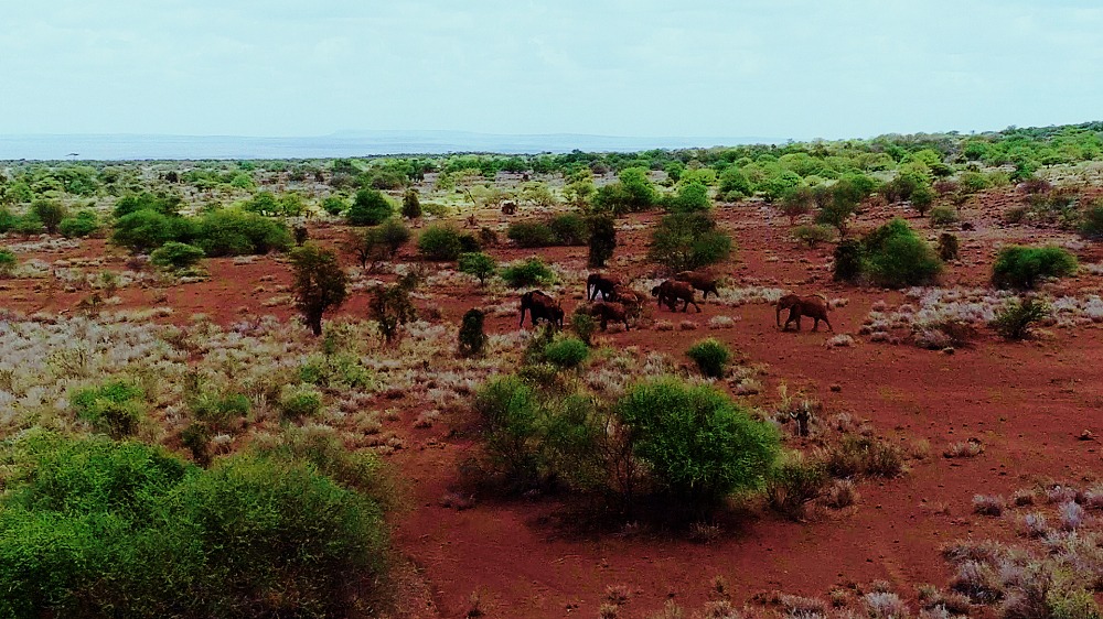 「スターサファリ アフリカ・星降る動物の楽園 with [ALEXANDROS]」より。