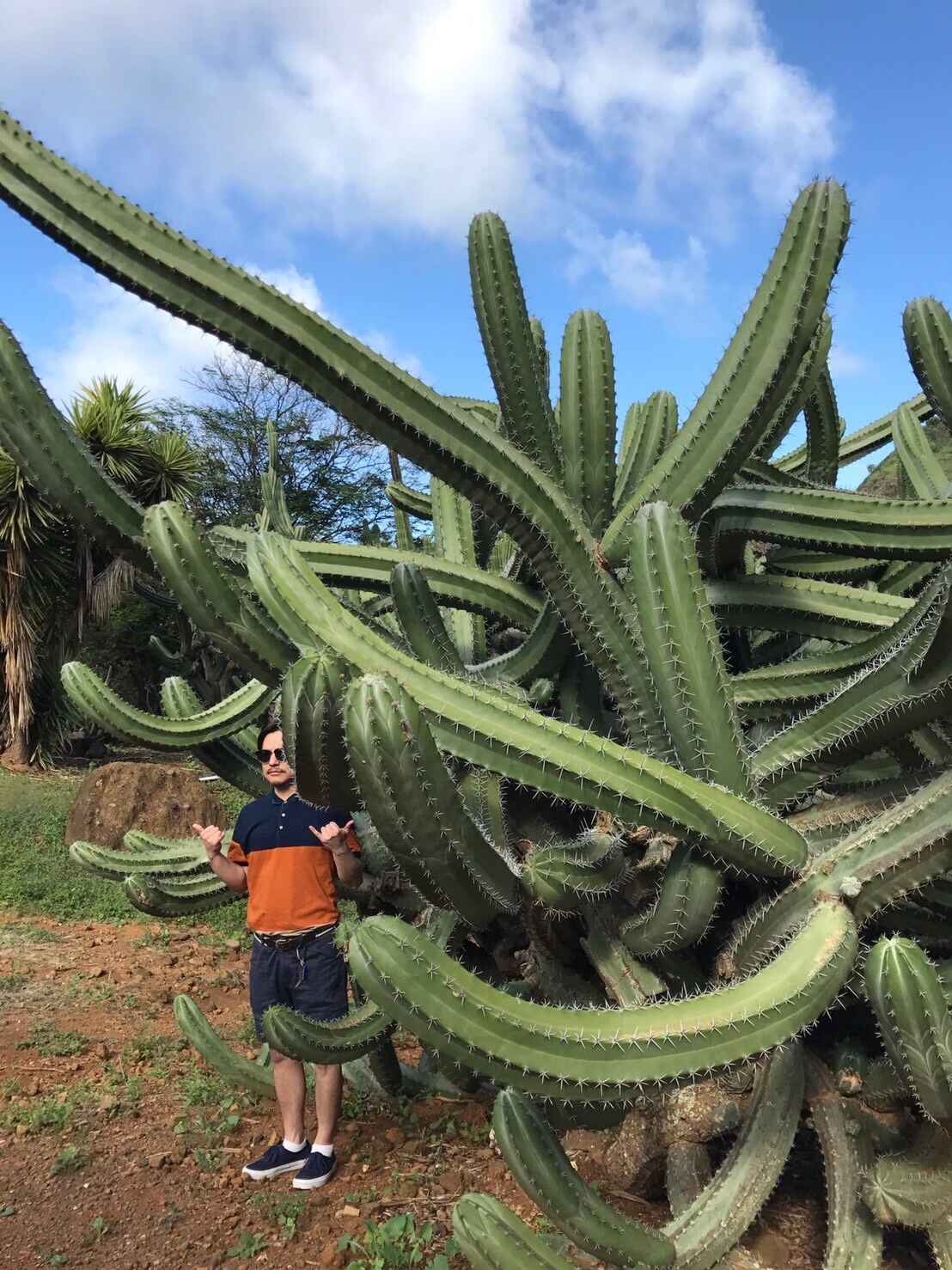 HALFBYの3年ぶりニューアルバム「LAST ALOHA」に王舟やHomecomingsら参加