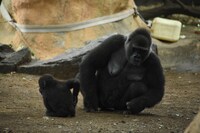 母ゴリラと子ゴリラ。