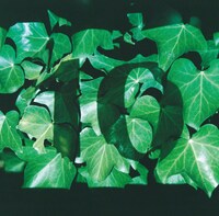 ザ・なつやすみバンド「映像」ジャケット