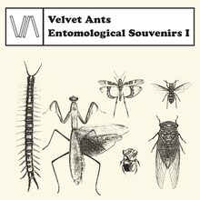 Velvet Ants「Entomological Souvenirs I」ジャケット