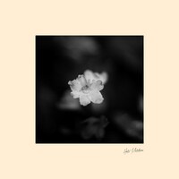 秦基博「花」ジャケット