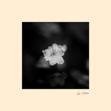 秦基博「花」ジャケット