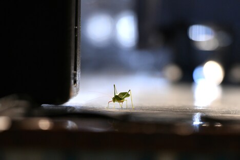 ステージ上に上がり込んだバッタ。