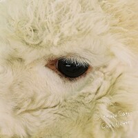 シャムキャッツ「カリフラワー」アナログ盤ジャケット