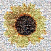 EVERLONG / LUCCI / SAME「フラクタル」