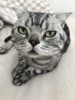 横山由依の愛猫のビス。