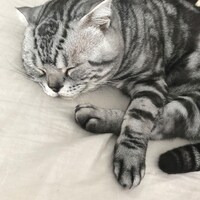 ぐっすり眠っているビス。