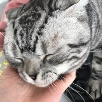猫の喜ぶツボである顎の下を撫でられ、気持ちよさそうな表情のビス。