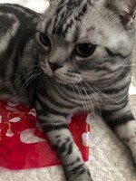 ビスがくつろいでいる様子。