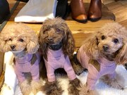 左からnina、Maya、ひな。