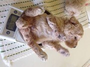 体重を測る子供の頃のnina。