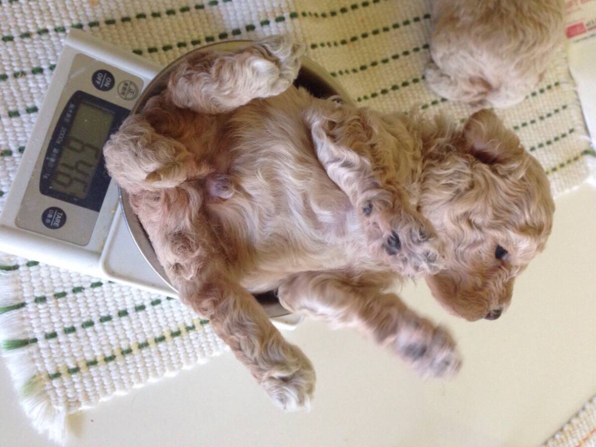 体重を測る子供の頃のnina。