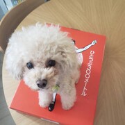 箱の上に乗っているnina。