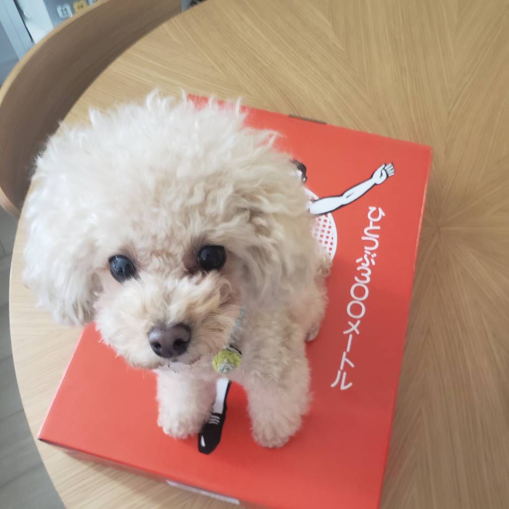 箱の上に乗っているnina。