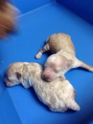 産まれたばかりのninaとninaの兄弟。