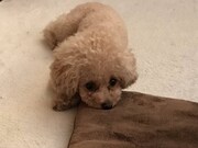 ninaがリラックスしている様子。