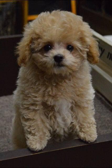 身を乗り出しているnina。