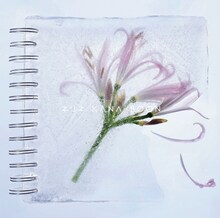 KANA-BOON「ネリネ」初回限定盤ジャケット