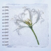 KANA-BOON「ネリネ」通常盤ジャケット