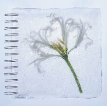 KANA-BOON「ネリネ」通常盤ジャケット