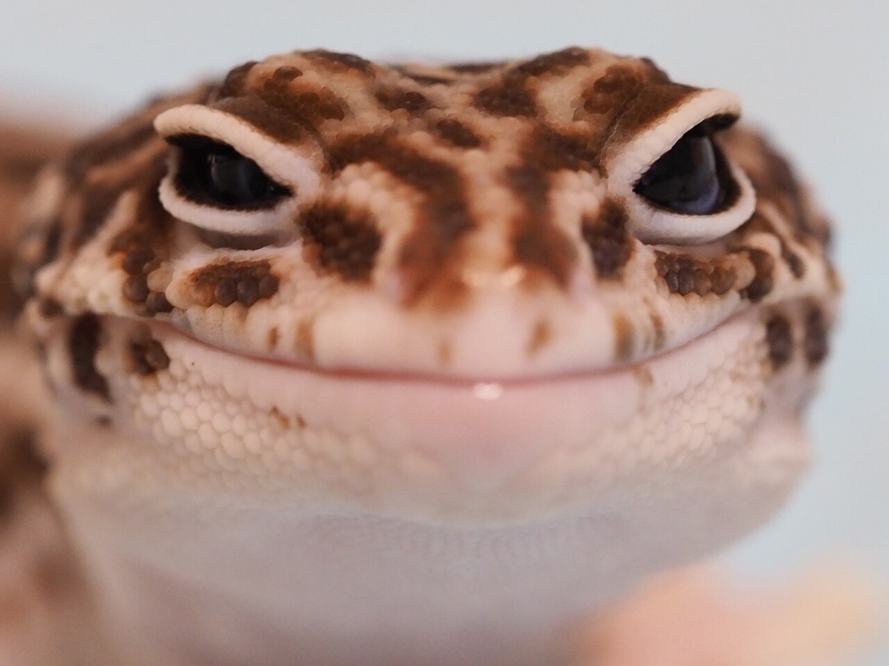 古川未鈴が撮影したけるの顔。