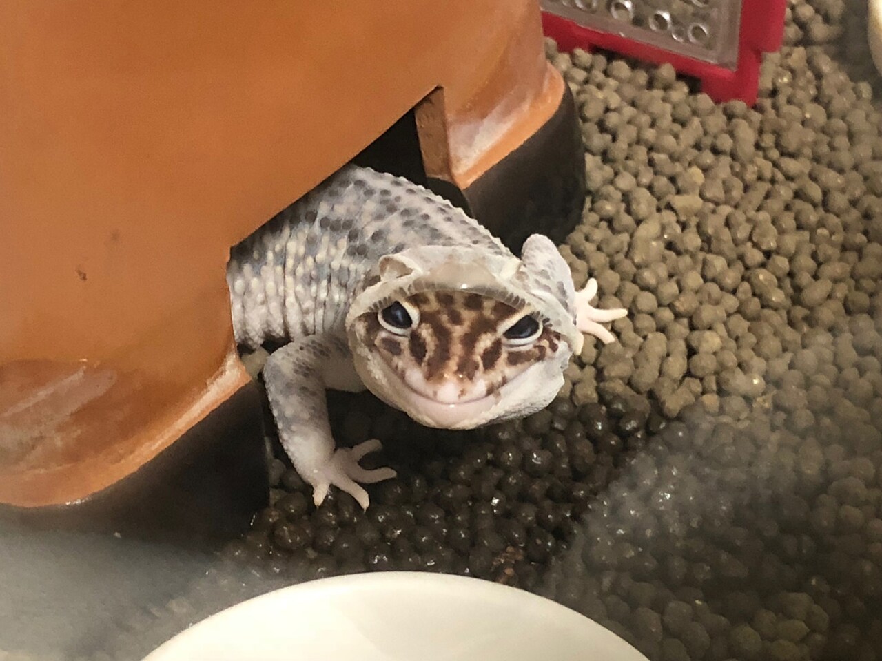 脱皮中のける。