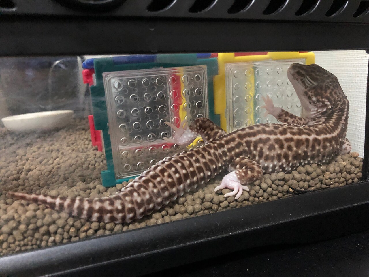 遊具とケージの間に挟まって寝ているける。