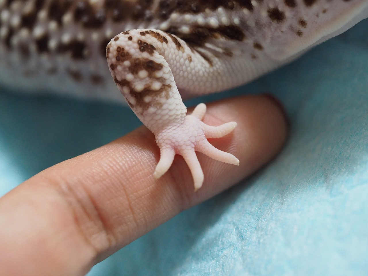 白い靴下を履いているようなけるの手。