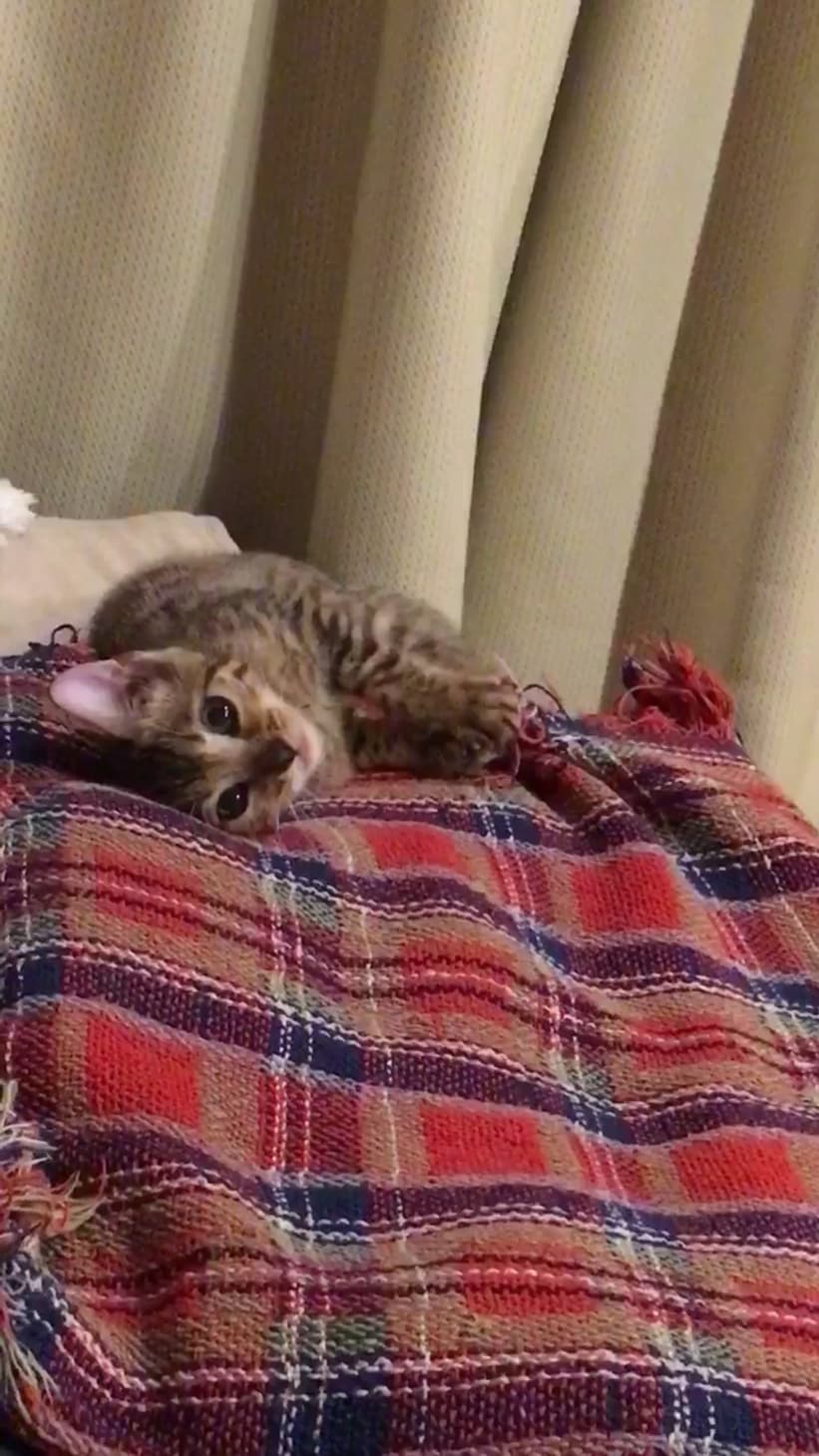 飼い初めの頃のむー。