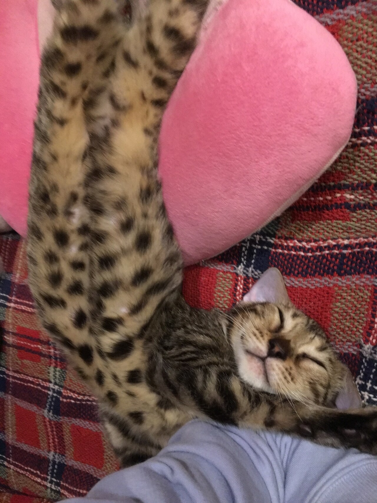 腕にしがみつきながら寝ているむー。