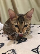 あくびをするときに毎回舌が出てしまうというむー。