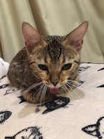 あくびをするときに毎回舌が出てしまうというむー。