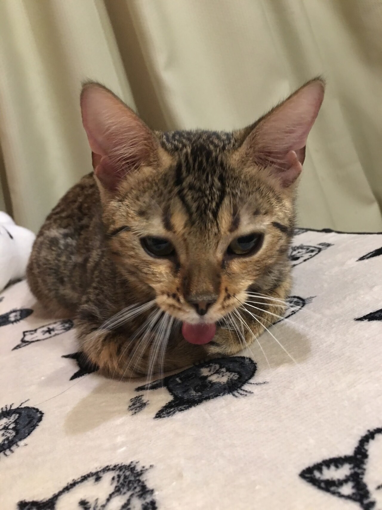 あくびをするときに毎回舌が出てしまうというむー。