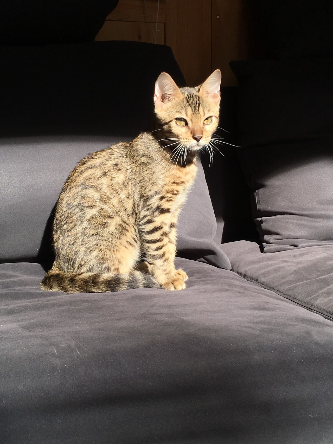 沙田が選んだむーのベストショット。