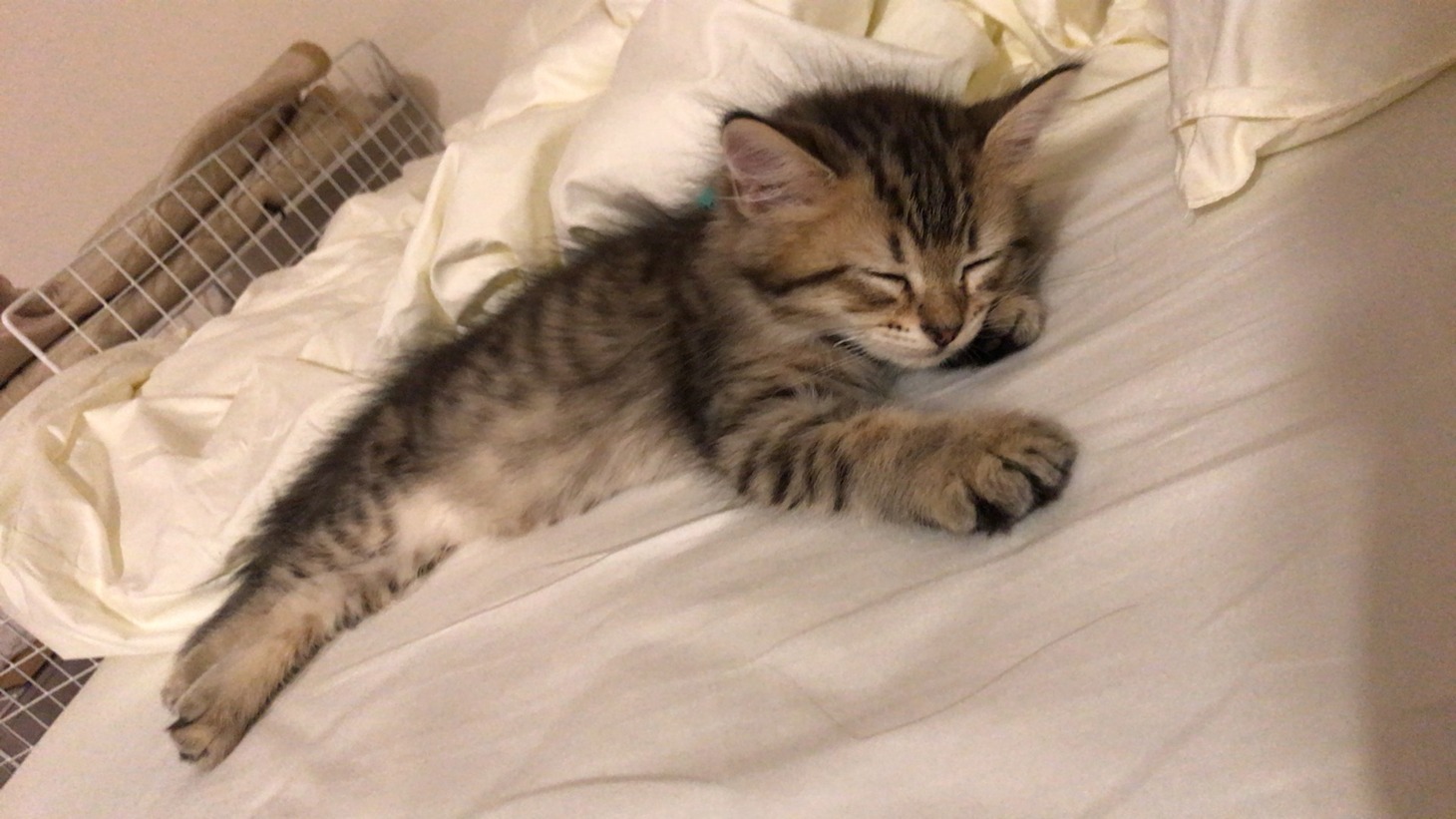 飼い始めの頃のてん。