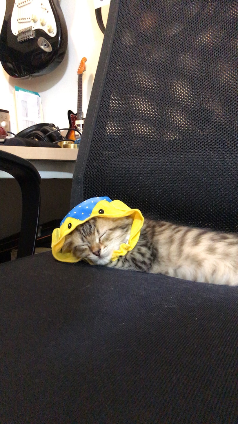 帽子をかぶっているてん。