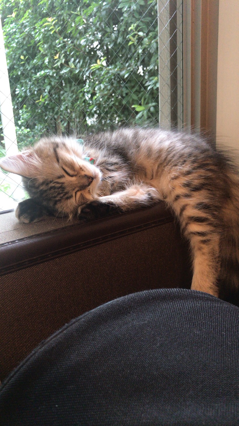 窓辺で眠るてん。