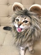 ライオンに扮しているてん。