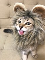 ライオンに扮しているてん。