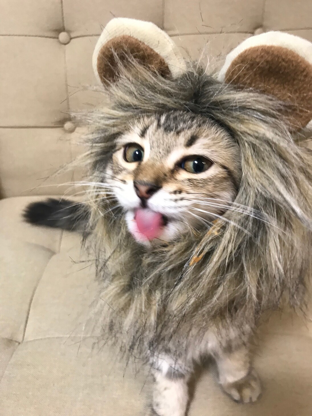 ライオンに扮しているてん。