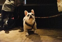 犬（撮影：タイコウクニヨシ）