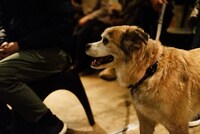 犬（撮影：タイコウクニヨシ）